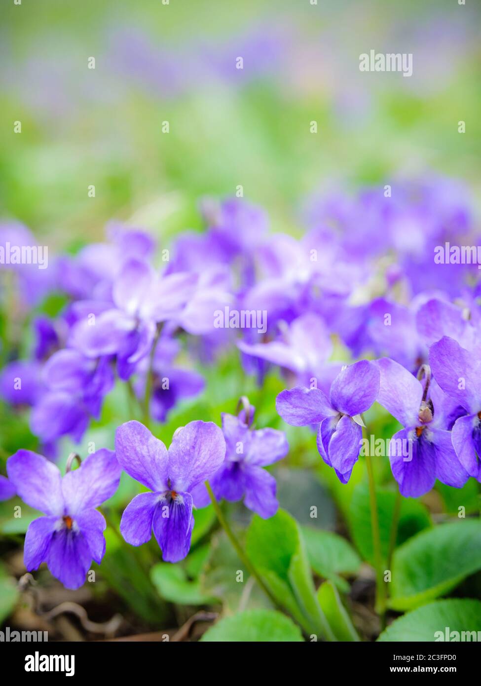 Violets in spring Stock Photo