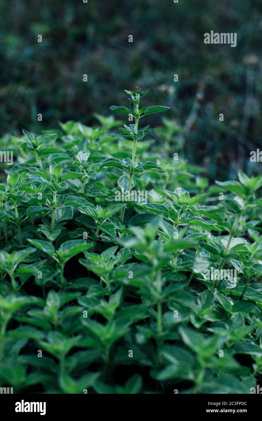Flowering oregano plant Stock Photo - Alamy