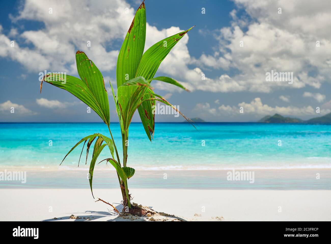 Palm tree growing from coconut on beautiful beach Stock Photo Alamy
