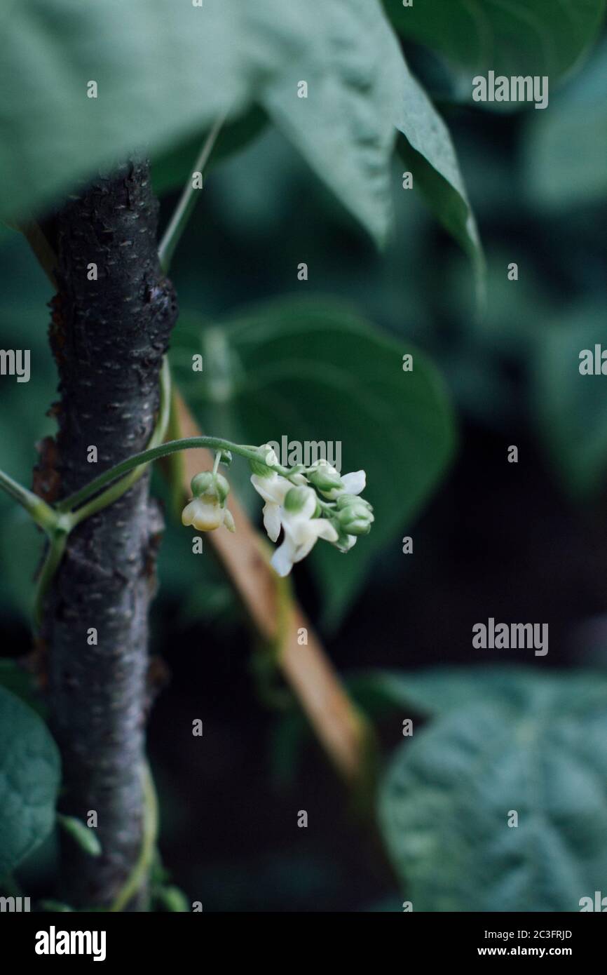 Green beans growing in garden Stock Photo - Alamy