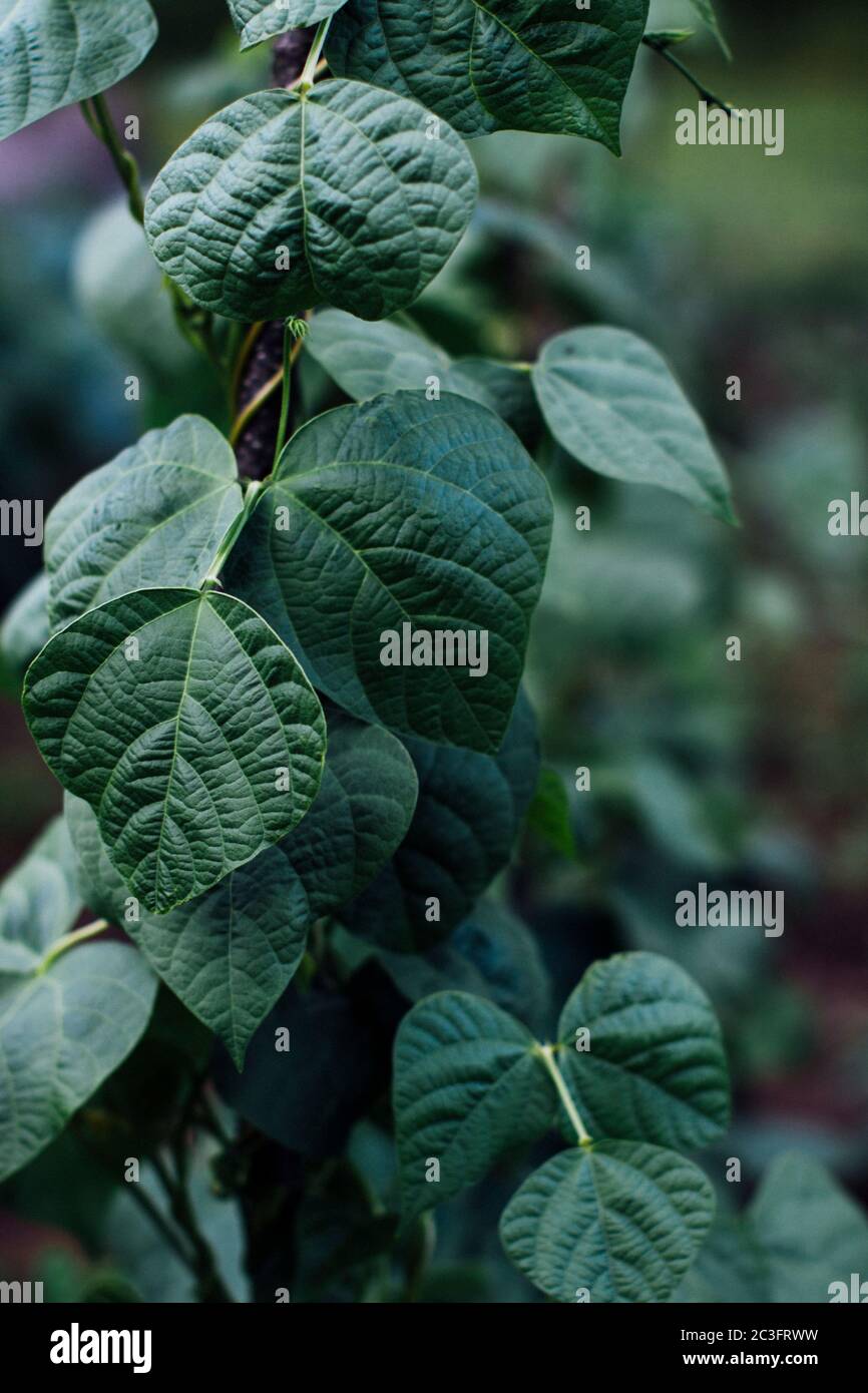 Green beans growing in garden Stock Photo - Alamy