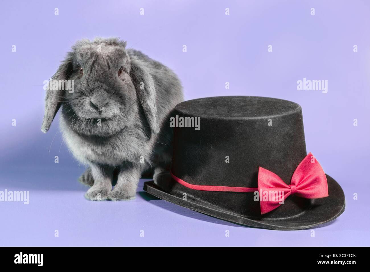 lop-eared dwarf rabbit next to a black cylinder hat on a violet background Stock Photo