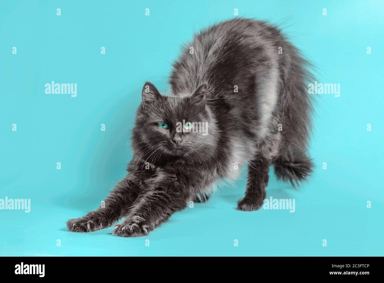 black cat stretches on a turquoise background Stock Photo