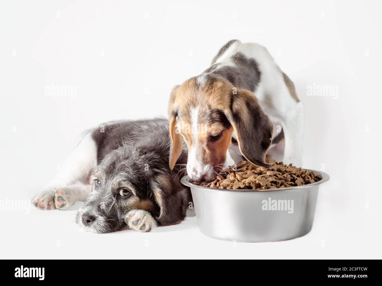 shaggy puppy mongrel with a bowl of dry food Stock Photo