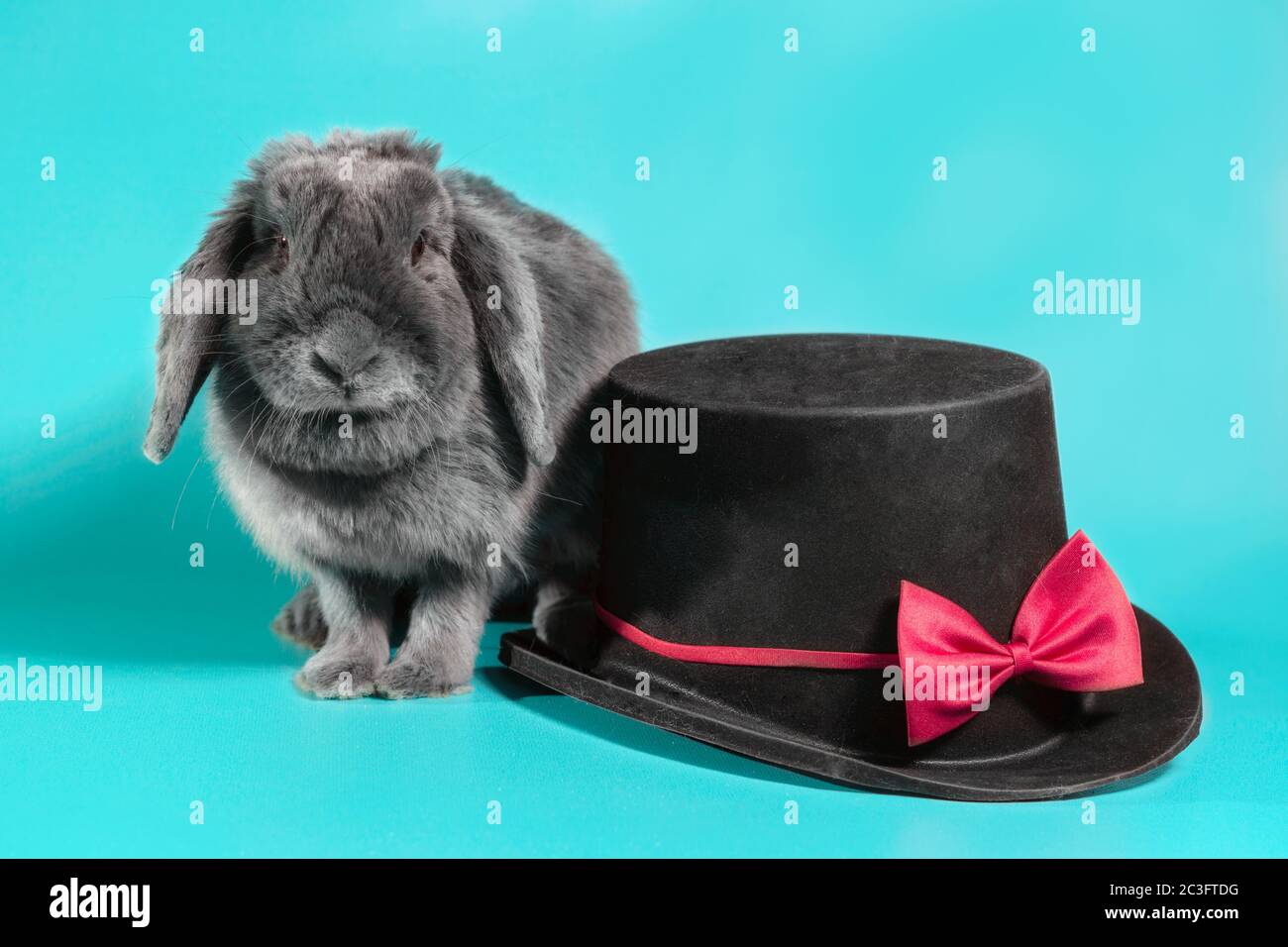 lop-eared dwarf rabbit next to a black cylinder hat on a turquoise background Stock Photo