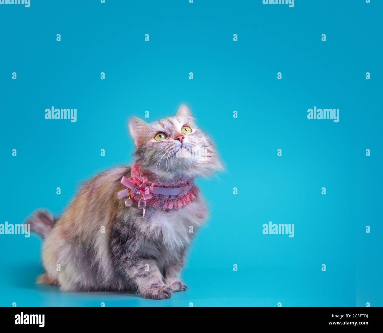 ginger fluffy cat in a pink collar on a turquoise background Stock Photo