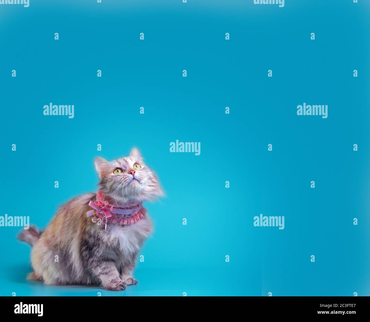 ginger fluffy cat in a pink collar on a turquoise background Stock Photo