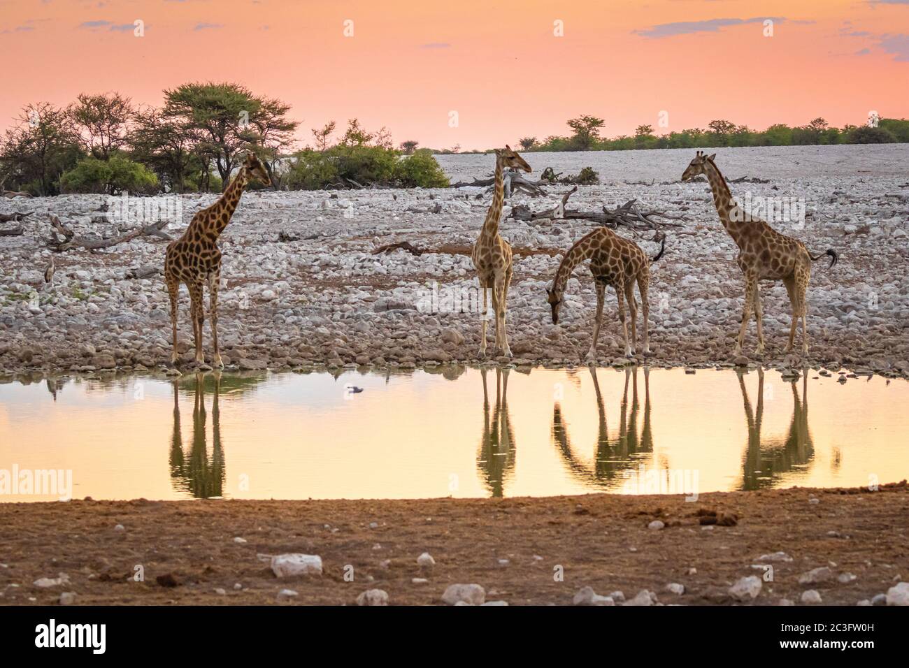 Sunset africa namibia waterhole hi-res stock photography and images - Alamy