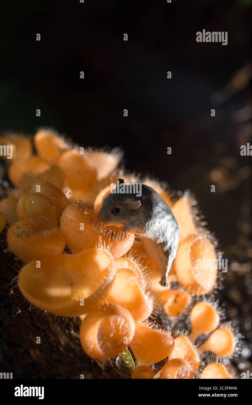 Orange mushroom, champagne mushroom in rain forest with the rat Stock Photo