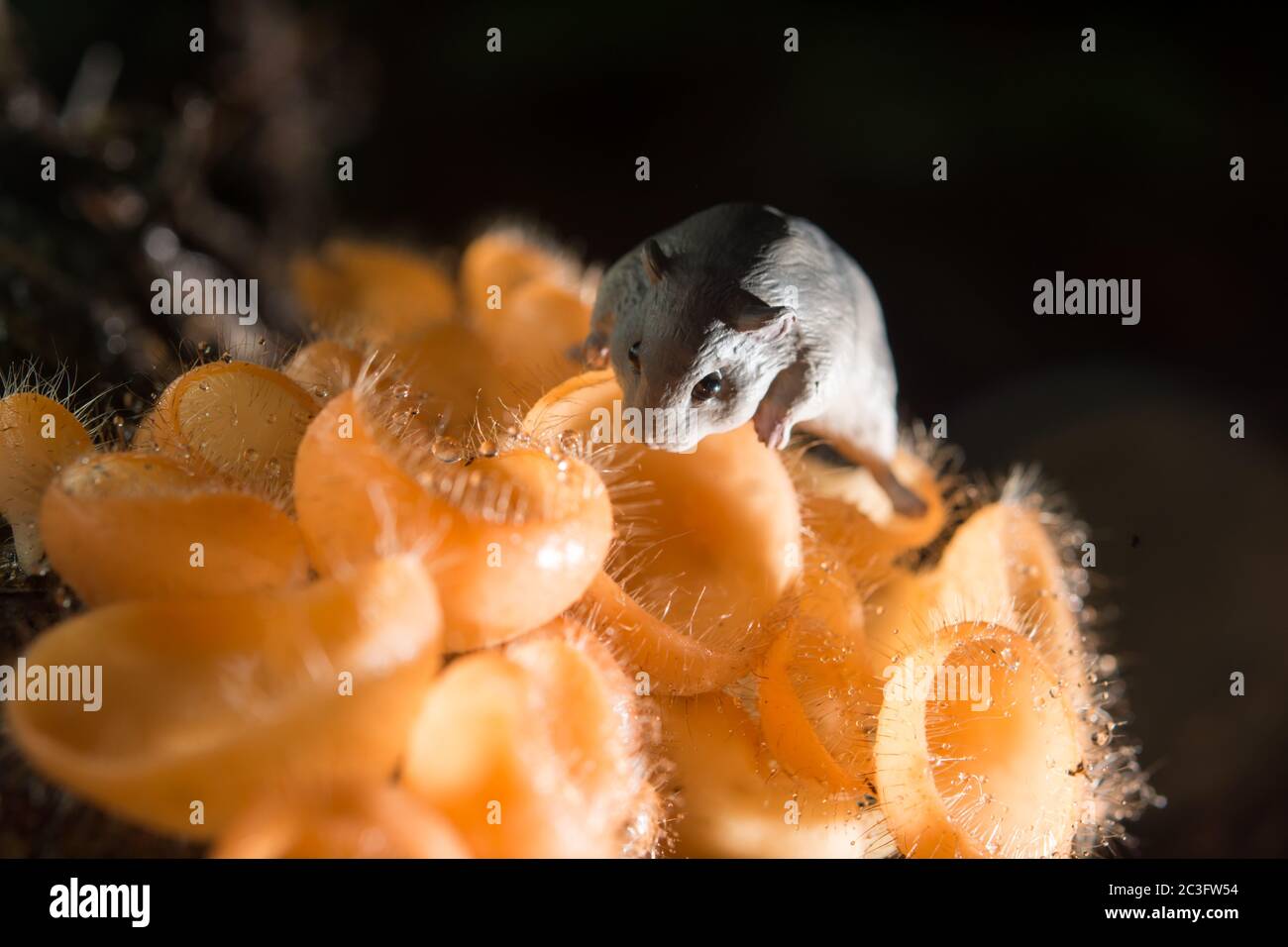 Orange mushroom, champagne mushroom in rain forest with the rat Stock Photo