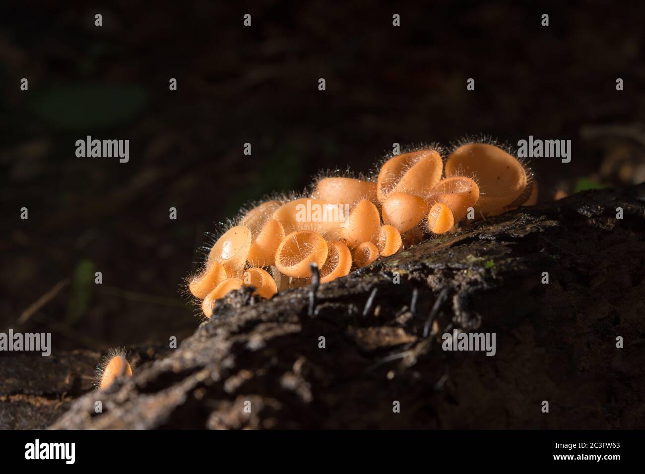 Orange mushroom, champagne mushroom in rain forest. Stock Photo