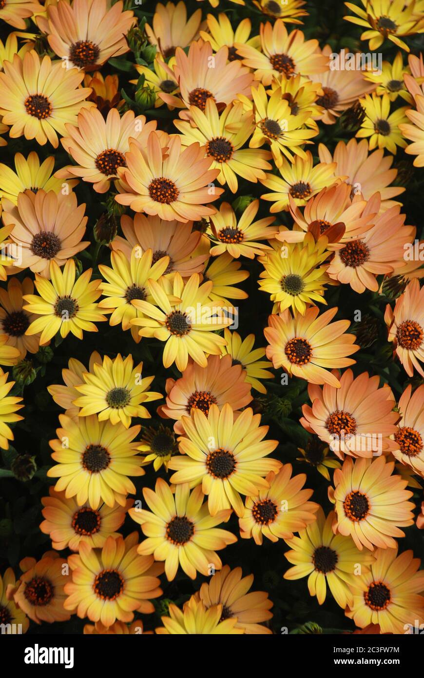 Orange osteospermum or dimorphotheca flowers in the flowerbed Stock Photo