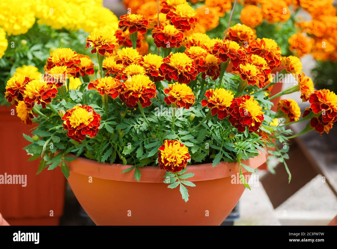 Tagetes patula french marigold in bloom, orange yellow flowers, green leaves Stock Photo