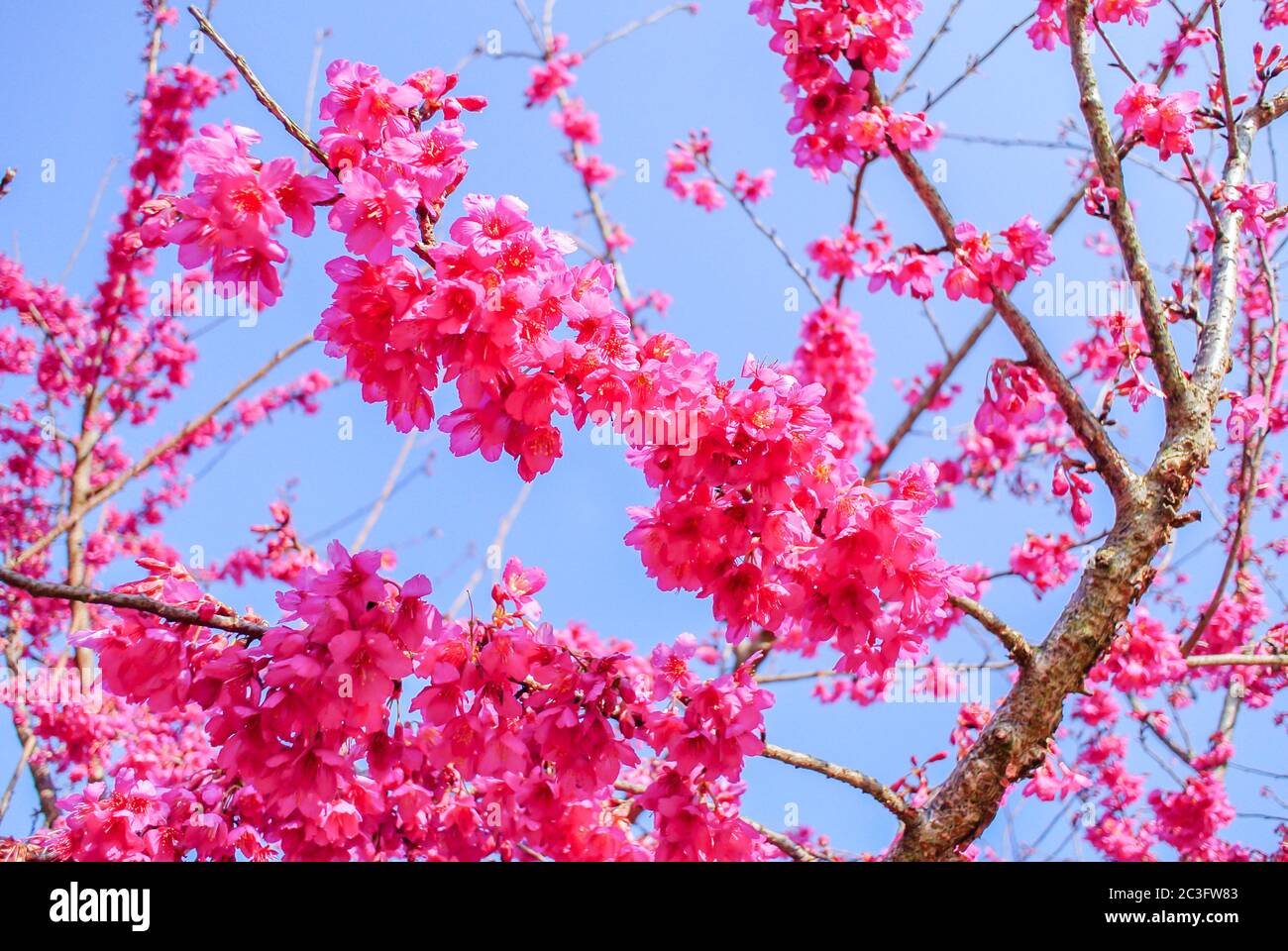Pink Cherry Blosssom with blue sky Stock Photo - Alamy