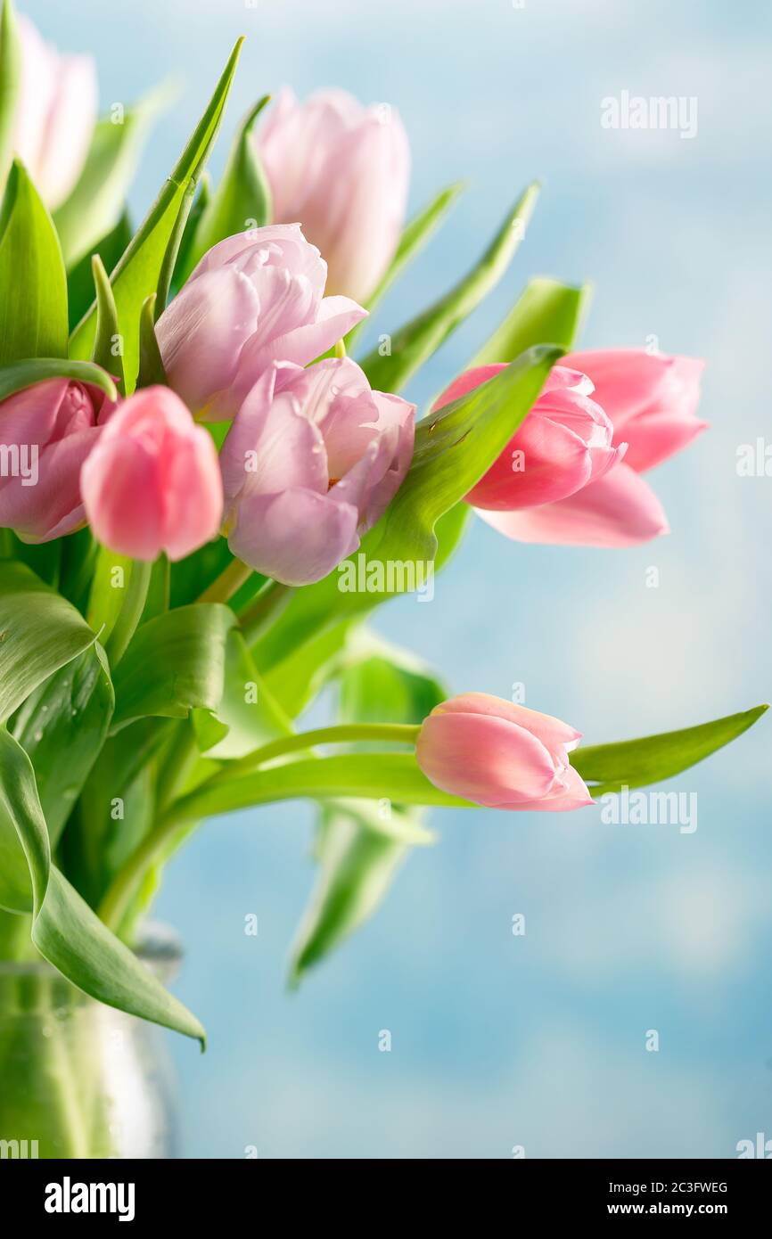 Bloom Objects - Pink Tulips Bouquet 02-267 - Pink main image 0
