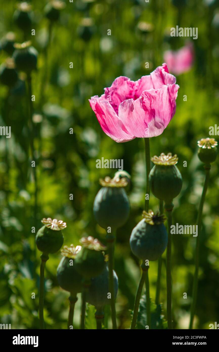 Opium poppy, Papaver somniferum, Opium poppy field in Germany Stock Photo