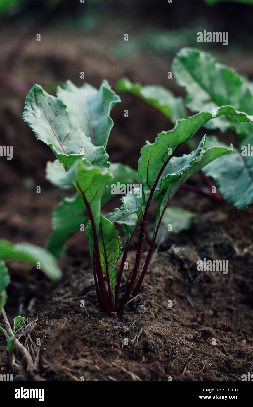 Beets growing in garden soil Stock Photo Alamy