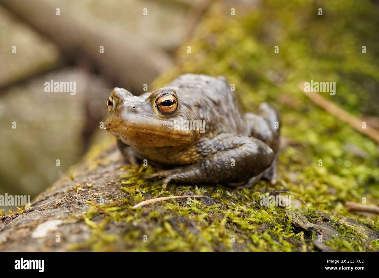 Close up of a common toad Stock Photo - Alamy