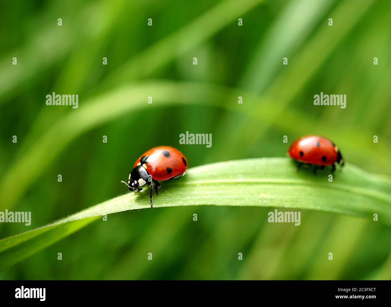 Two seven-spotted ladybugs on a blade of grass Stock Photo