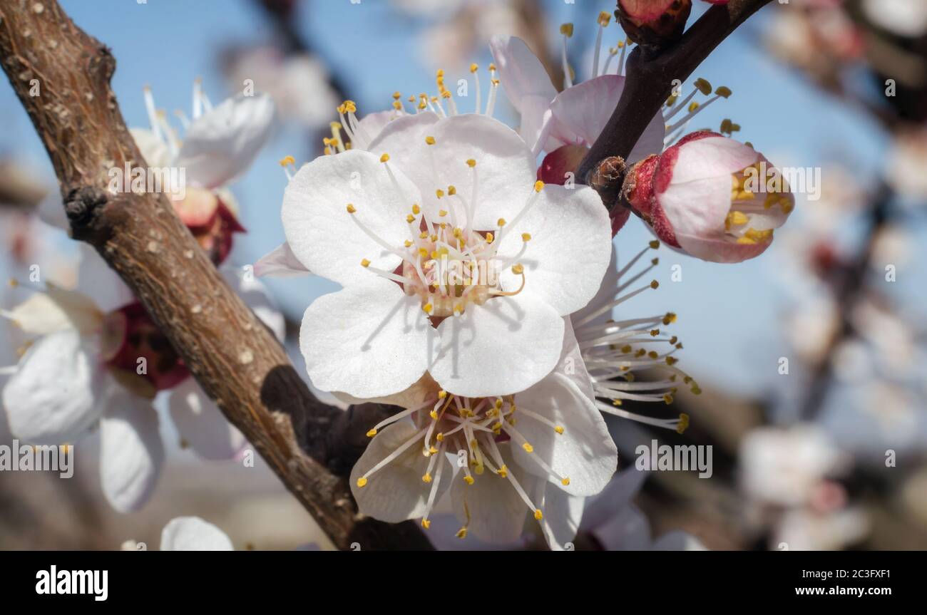 Close up delicate white flower hi-res stock photography and images - Alamy