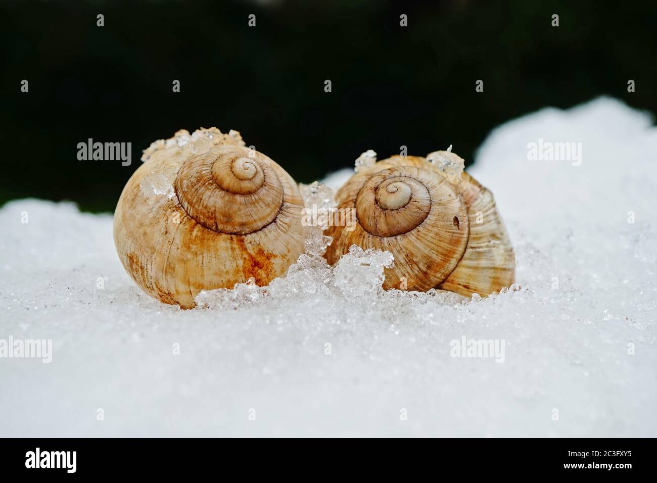 Shell frost hi-res stock photography and images - Alamy
