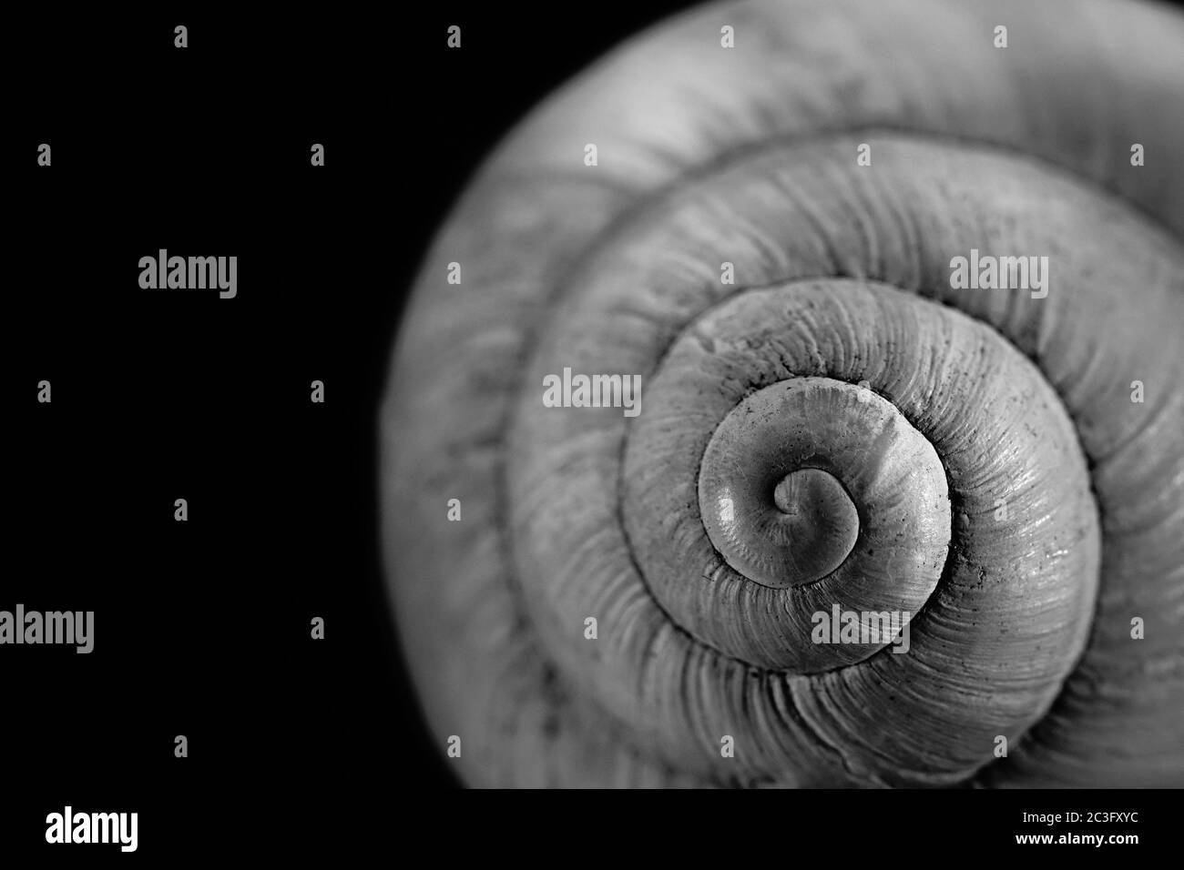 Black and white close-up view of a snail shell Stock Photo