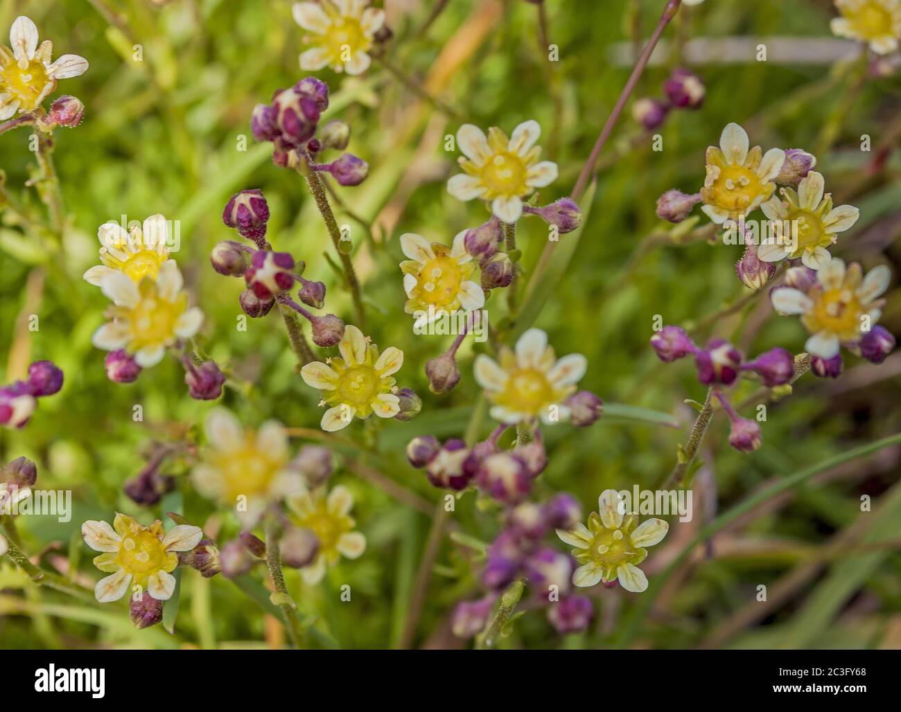 Lifelong saxifrage  'Saxifraga paniculata' Stock Photo
