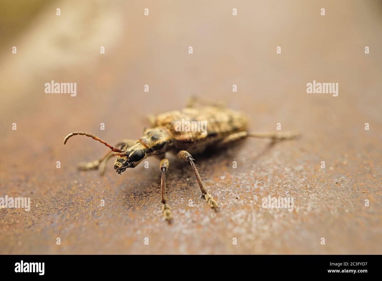 Close-up of a ribbed pine borer Stock Photo