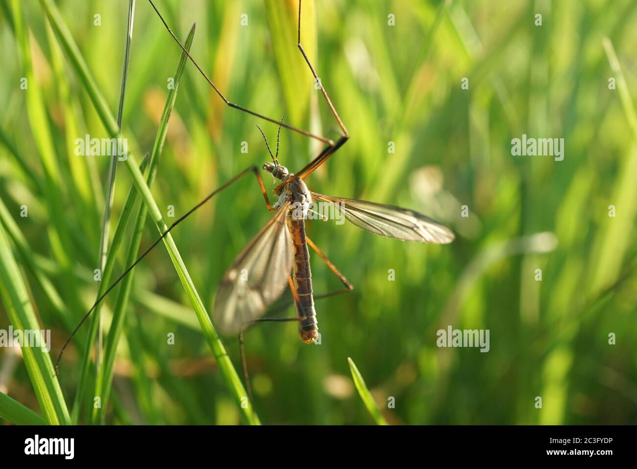 Close up of a crane fly Stock Photo