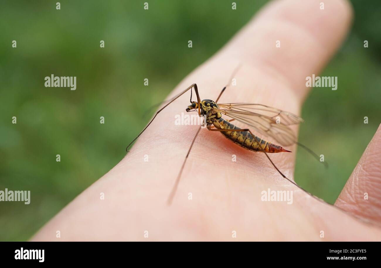 Close up of a spotted crane fly Stock Photo