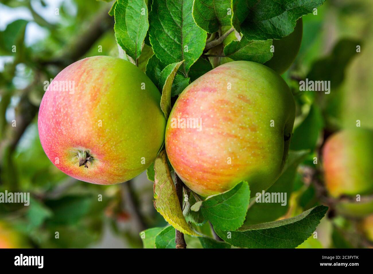 apples on a branch Stock Photo