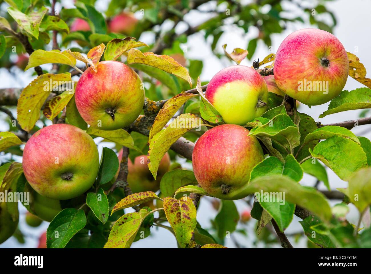 apples on a branch Stock Photo