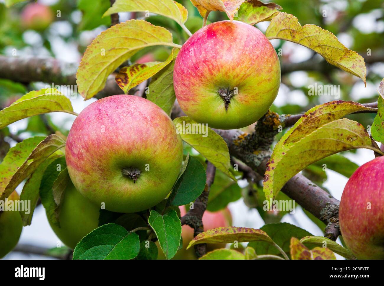 apples on a branch Stock Photo