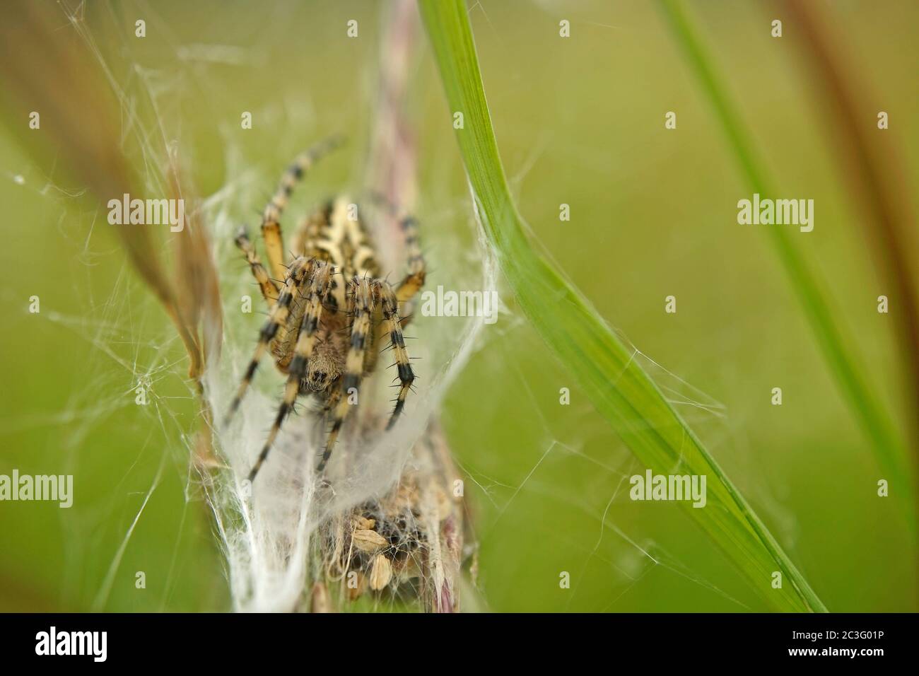 Oak spider in its cobweb Stock Photo