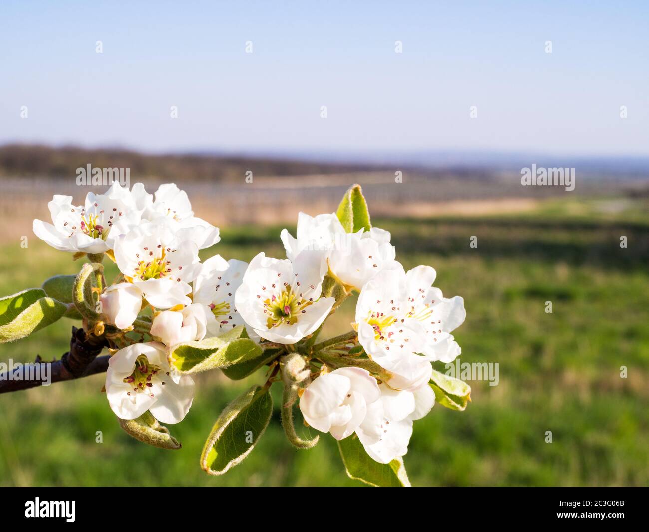 Cherry tree in bloom in spring Stock Photo
