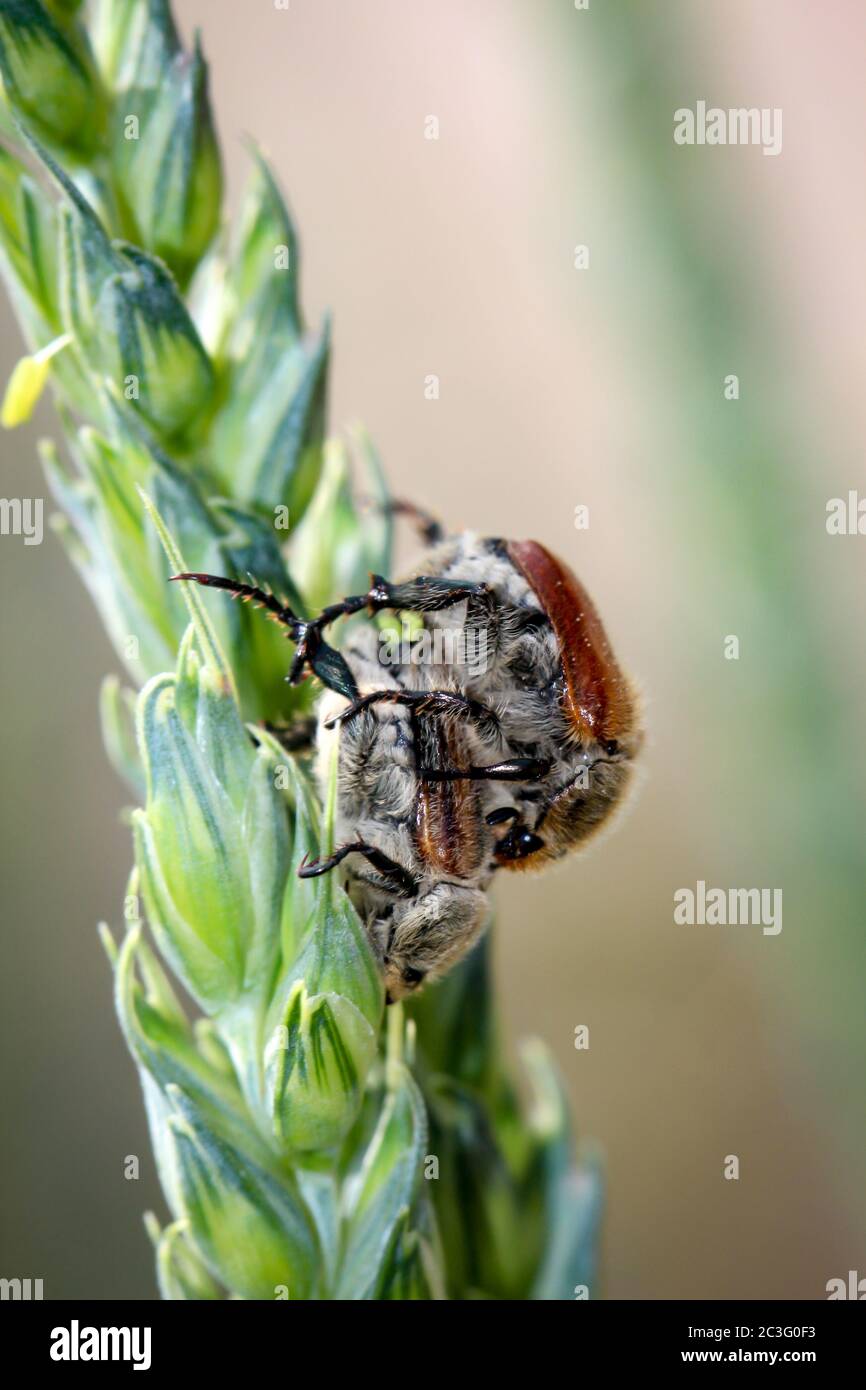 Garden beetles on a cereal plant when mating. Stock Photo