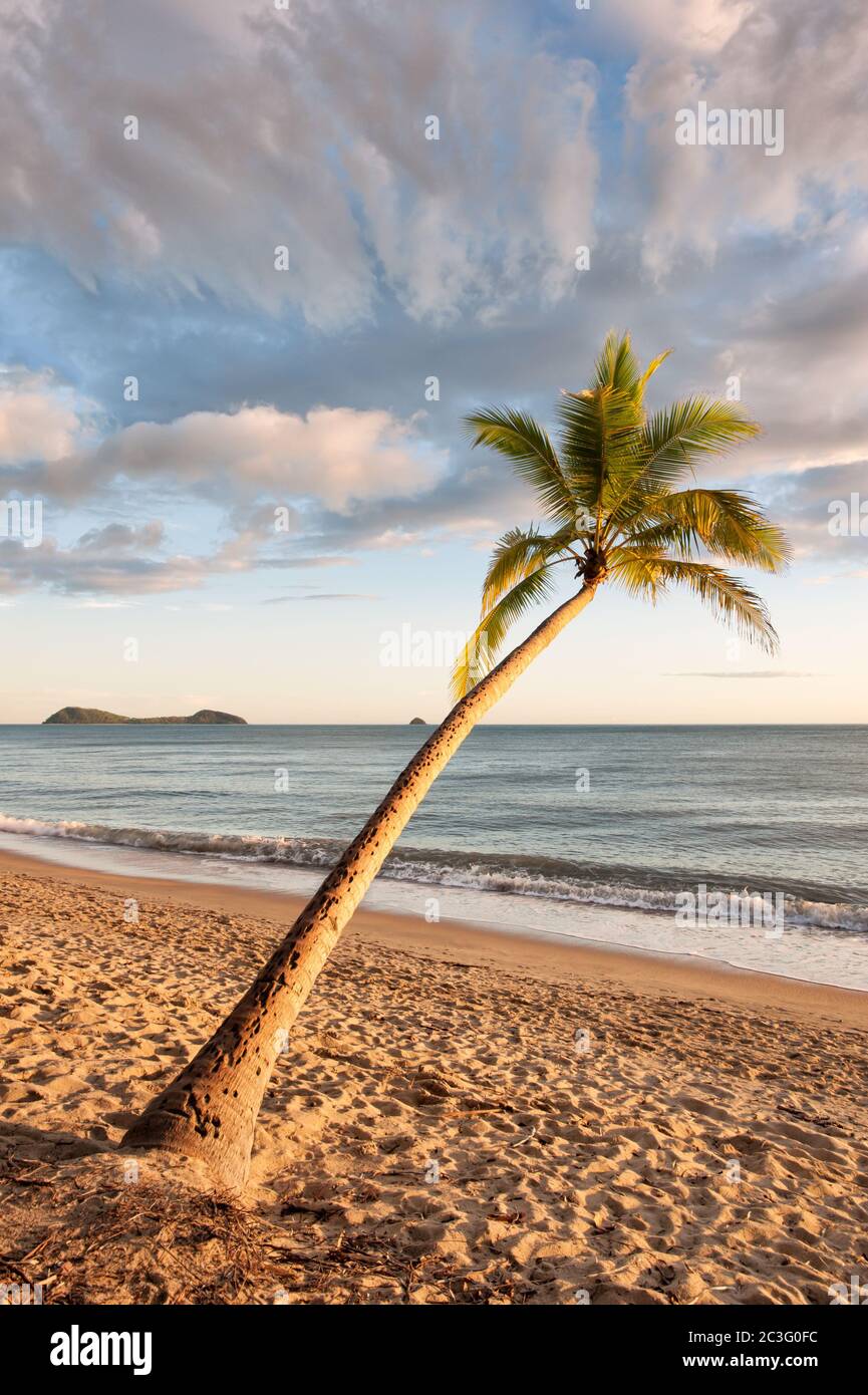 Single coconut palm overlooking the Pacific Ocean in the iconic tropical environment of Clifton Beach in Queensland, Australia. Stock Photo