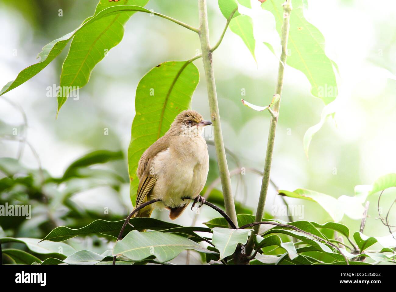 Streak-eared bulbul's standing on branches in the forest. Bird's in the nature background. Stock Photo