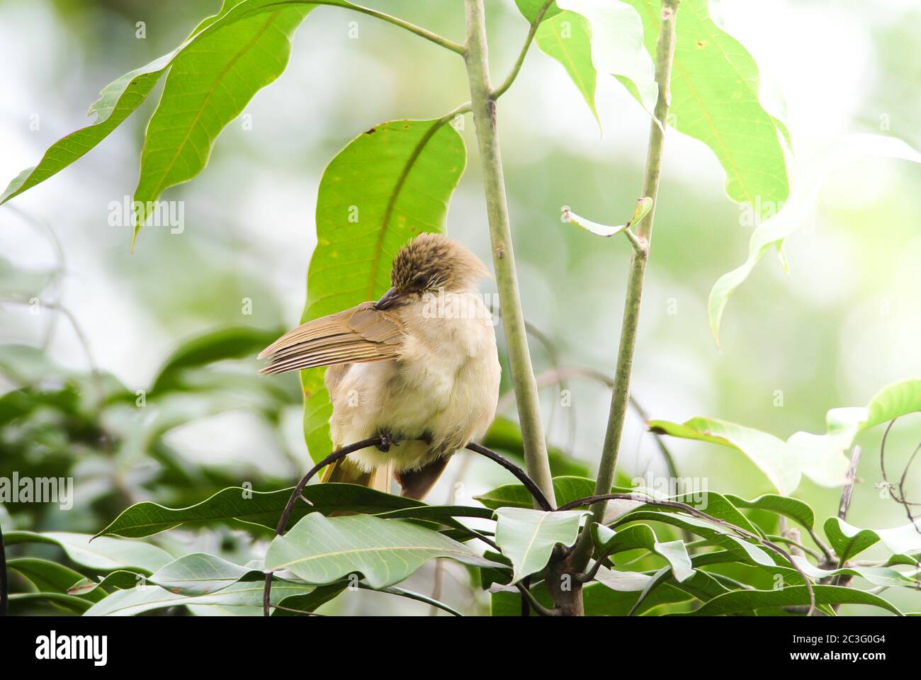 Streak-eared bulbul's standing on branches in the forest. Bird's in the nature background. Stock Photo