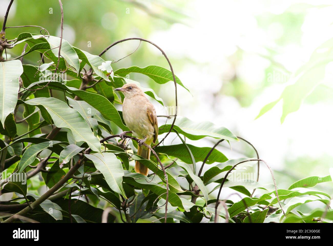 Streak-eared bulbul's standing on branches in the forest. Bird's in the nature background. Stock Photo