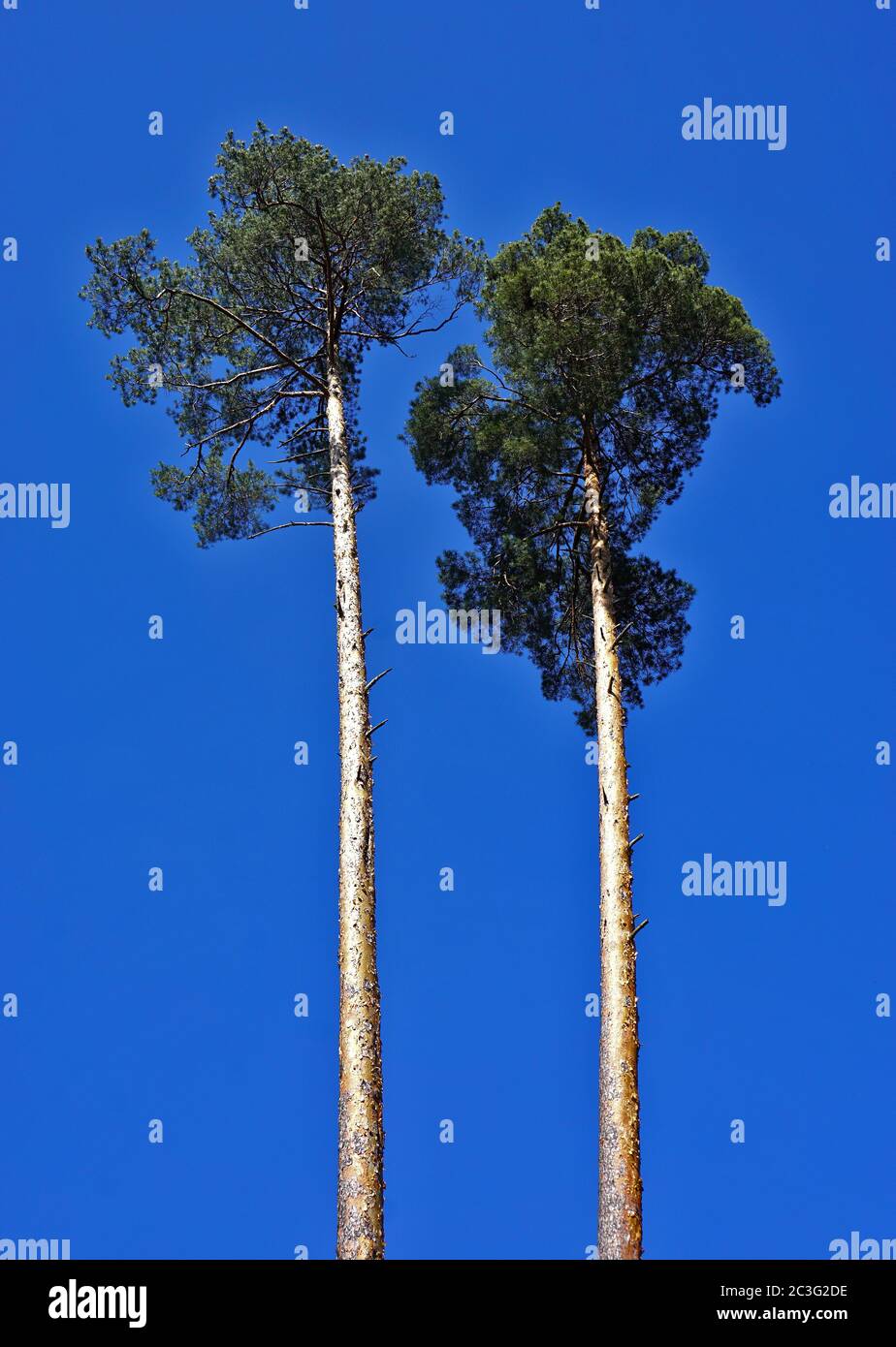 Scotch pine, scots pine, pine-trees Stock Photo