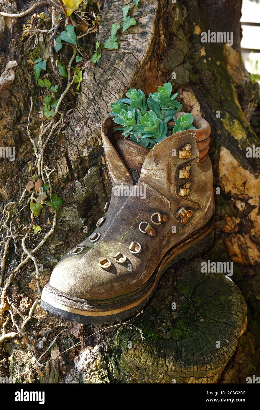 Hiking boots decorated with flowers Stock Photo
