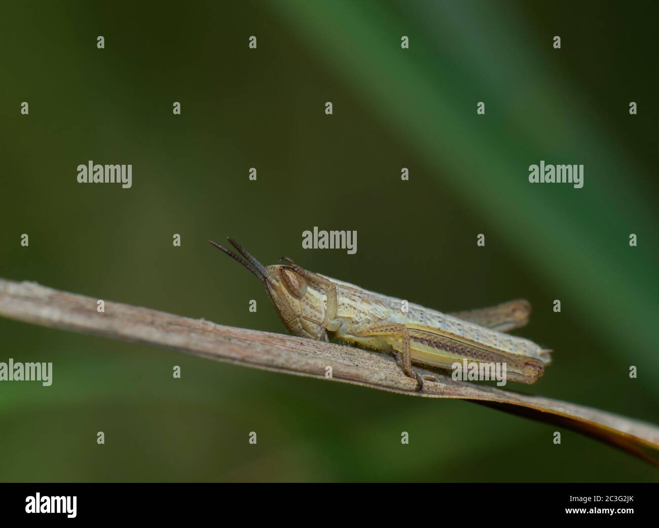 closeup of brown cricket insect on stem of plant on blurred background Stock Photo
