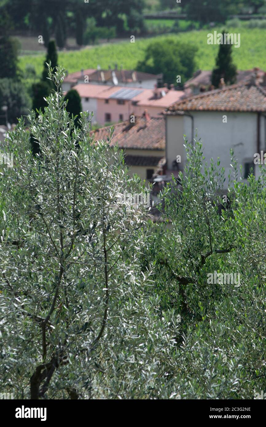olive tree in Tuscan countrysidewith a typical village and farm houses Stock Photo