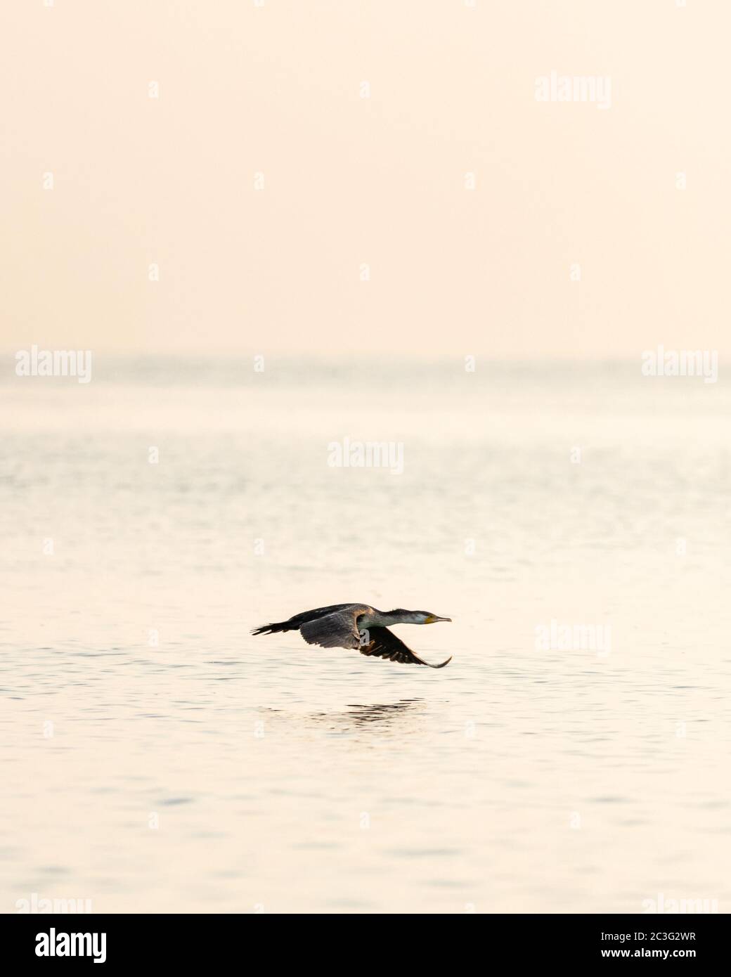 Bird flying low on water front Stock Photo