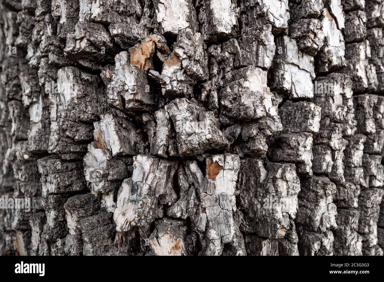 Close-up of bark of american persimmon tree or Diospyros virginiana. Old tree bark texture Stock Photo