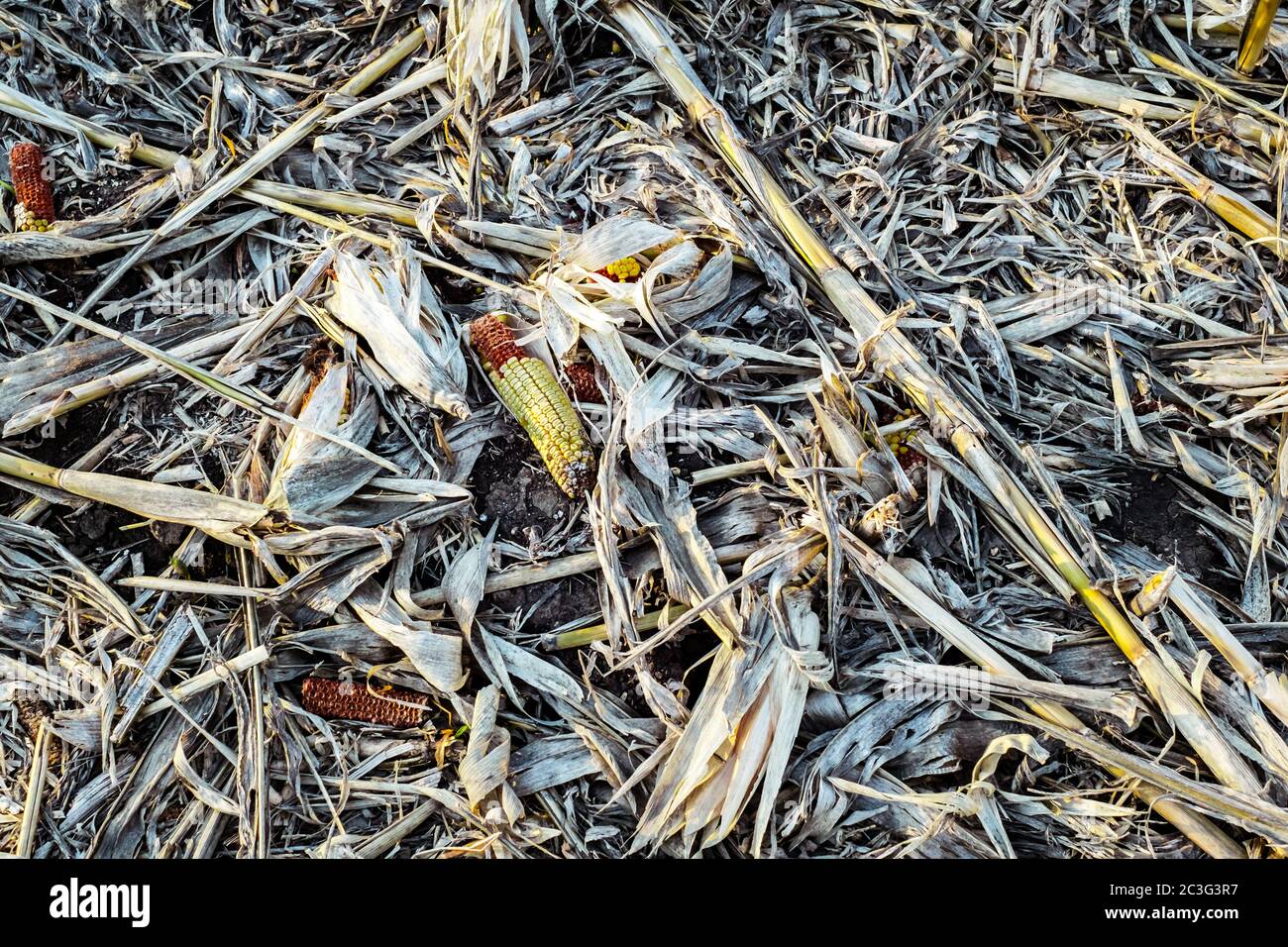 Corn cob on the ground, leftovers for gleaning in harvested cultivated ...