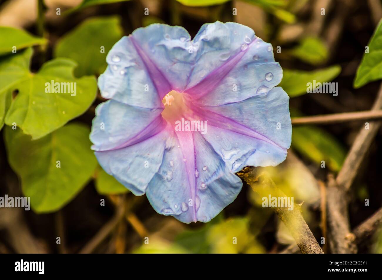 Ipomoea alba, also called moon flower due to its nocturnal flowering, Stock Photo