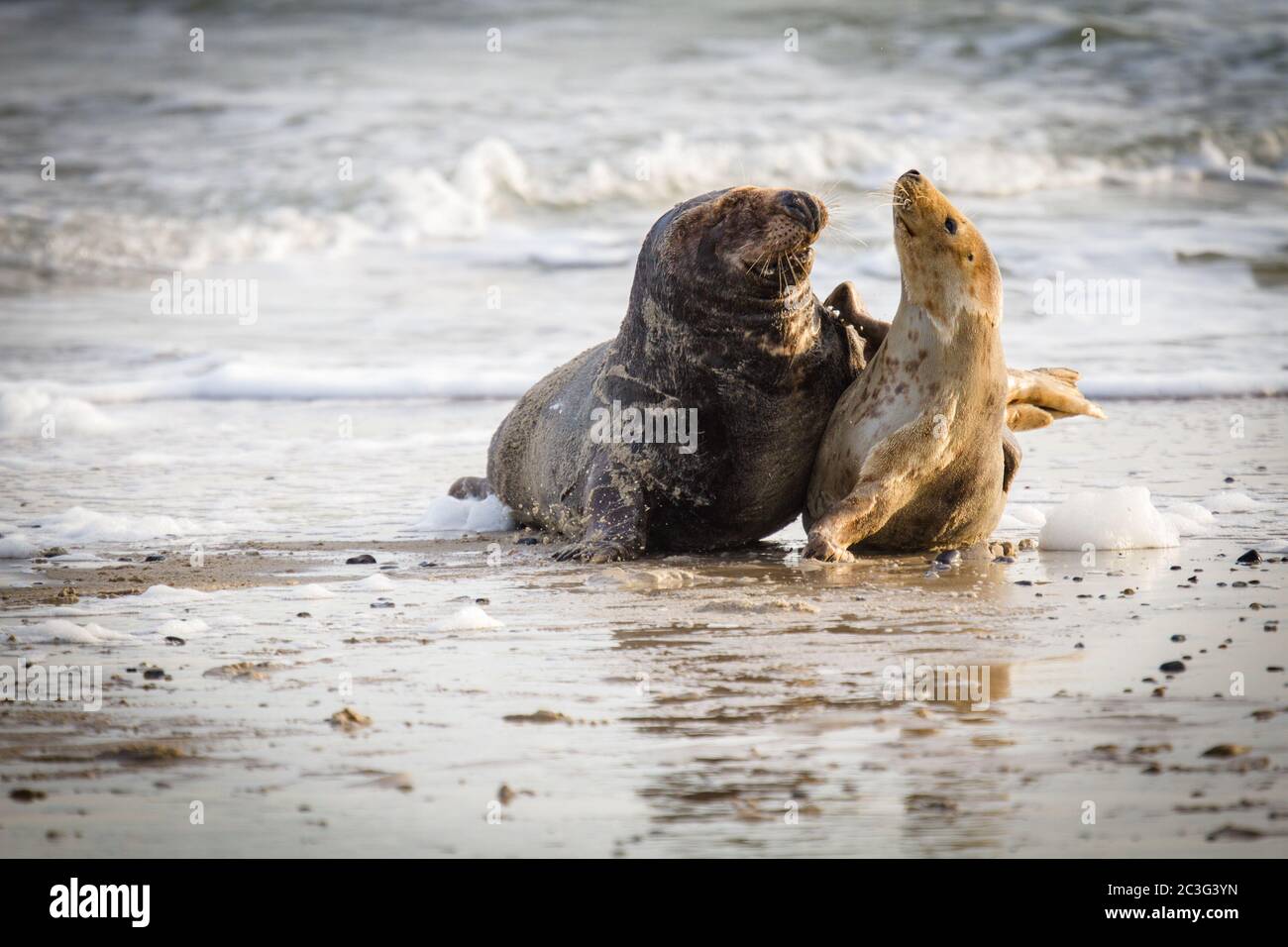 Grey seals (Halichoerus grypus) at Helgoland, Germany Stock Photo