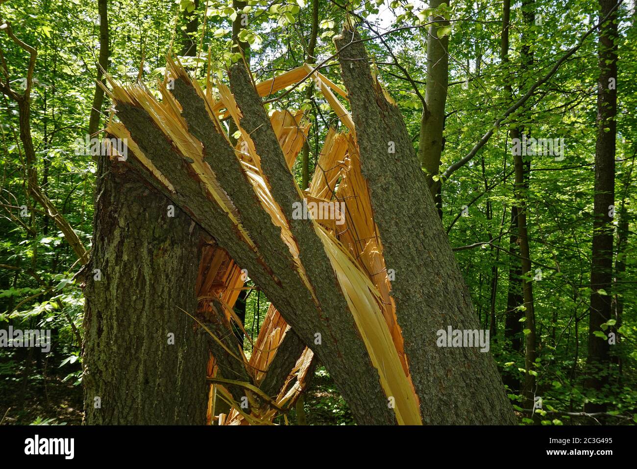 Storm damage in the spruce forest Stock Photo